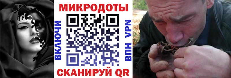 закладки  Сясьстрой  Псилоцибиновые грибы Psilocybe 
